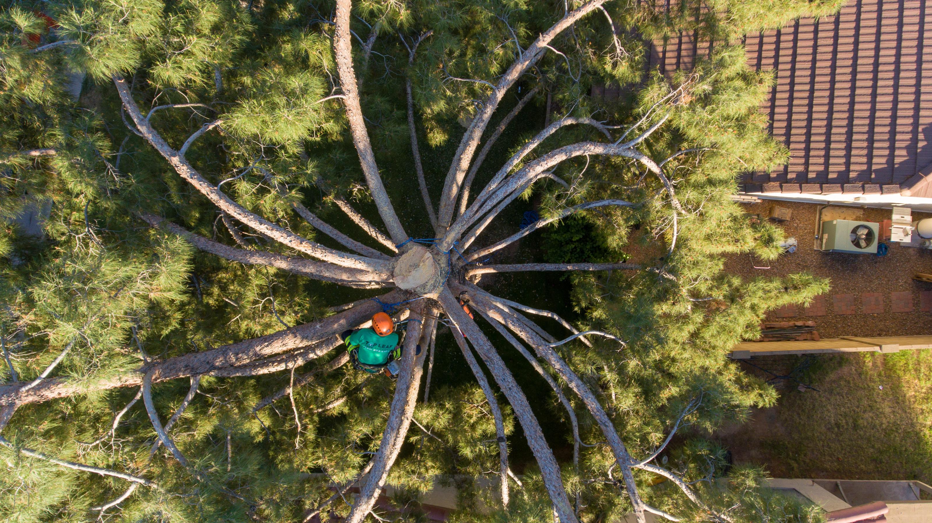 Gilbert, AZ Palm Tree Trimming