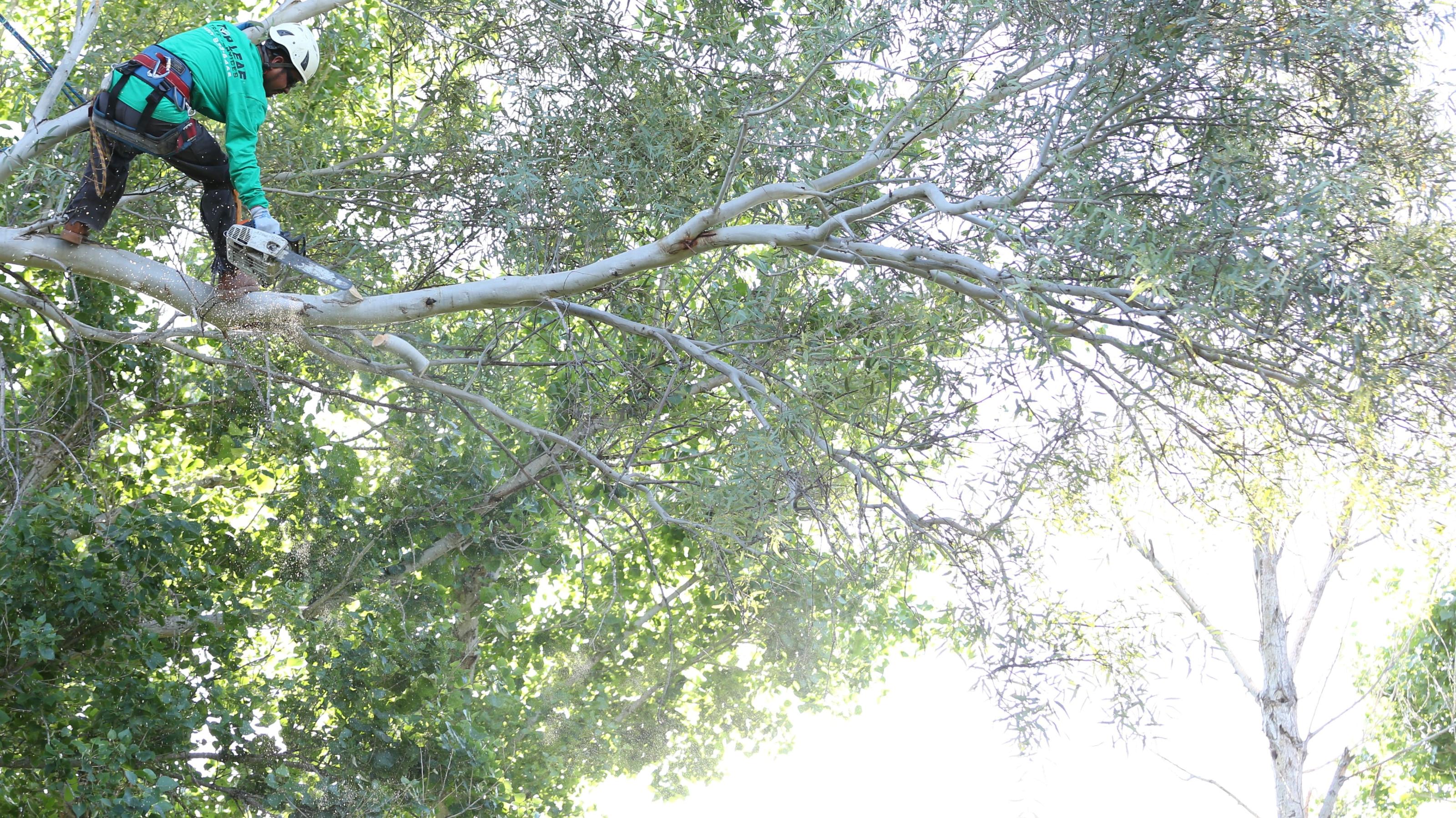 Tree Trimming Gilbert, AZ