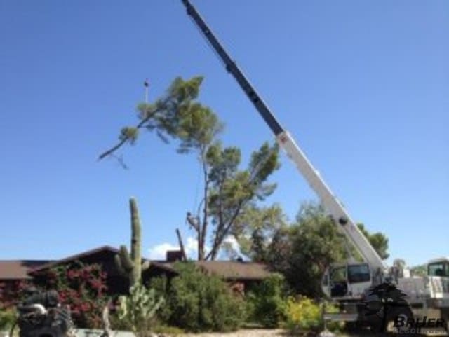 crane removing tree