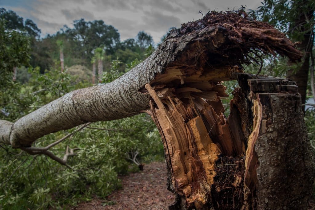 Why Use Scottsdale, AZ Tree Removal After Storm Damage
