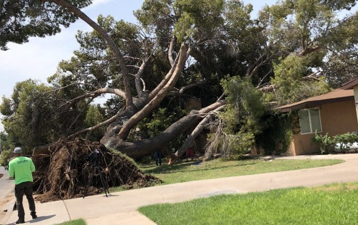 Gilbert Monsoon Maintenance from Top Leaf Saves Trees