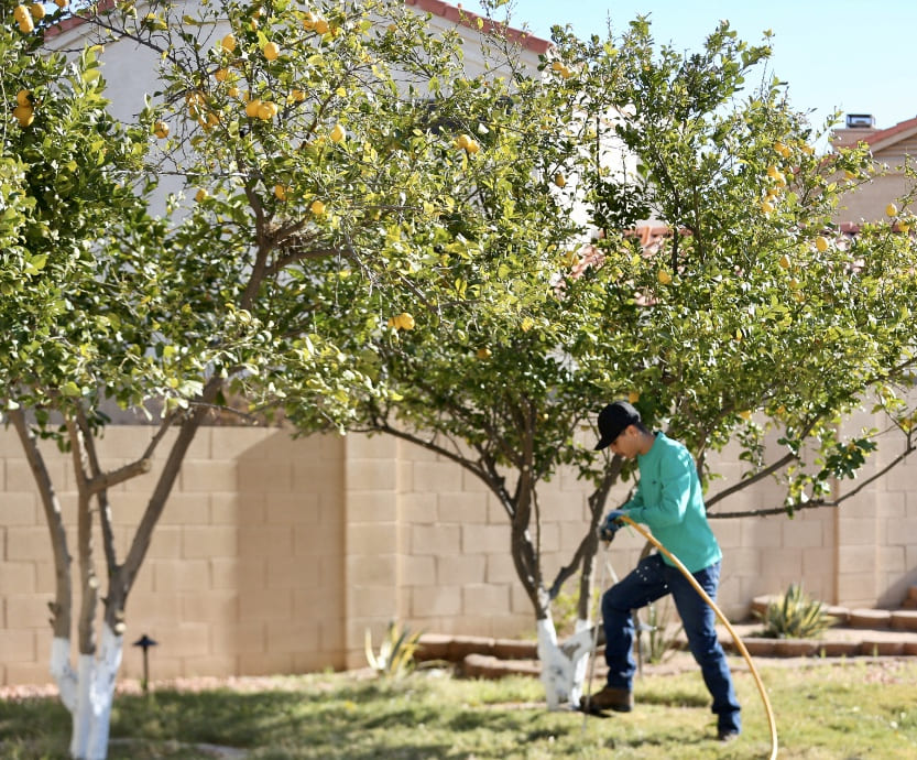 Tree fertilization Queen Creek AZ