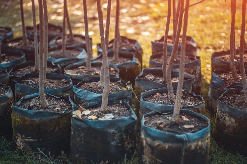 Where To Find The Ultimate Tree Planting Service in Queen Creek