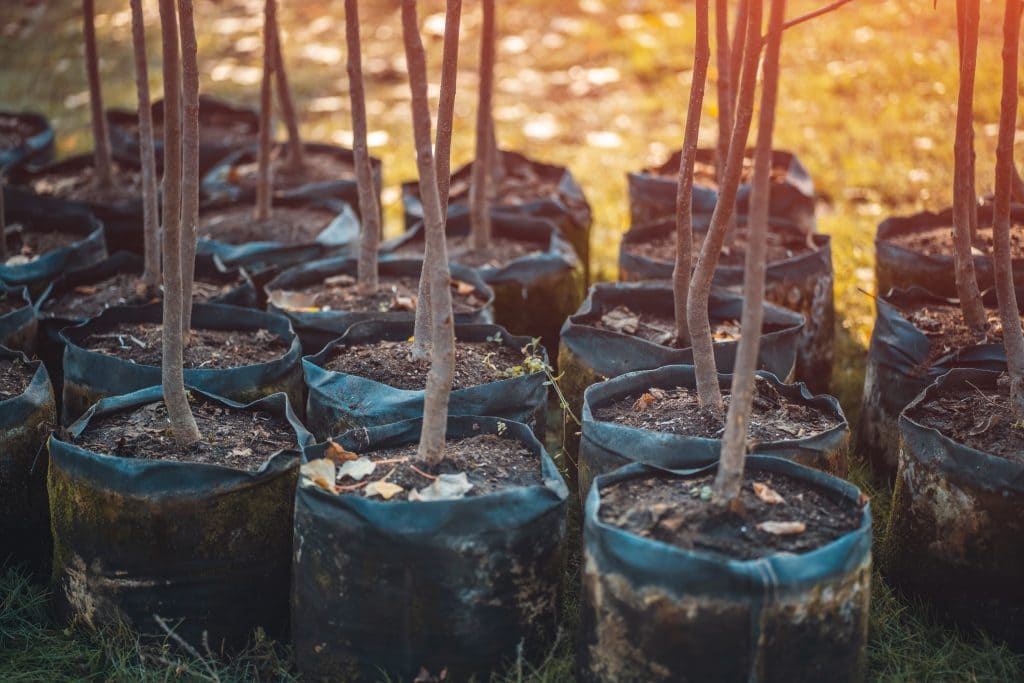 Enhance Your Fence Lines with Top Leaf Tree Service's Professional tree-planting Services in Chandler, AZ