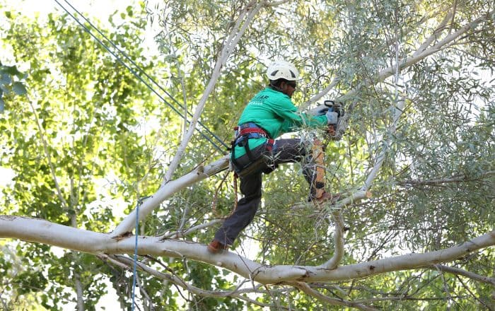 man pruning a tree