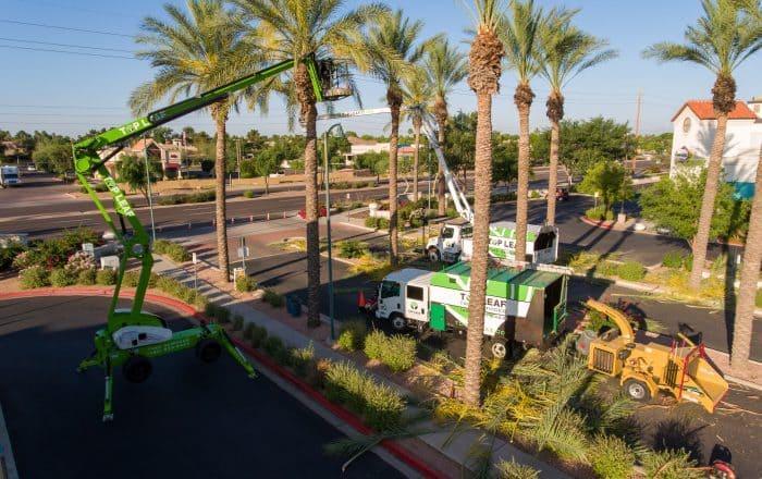 Phoenix Palm Tree Trimming