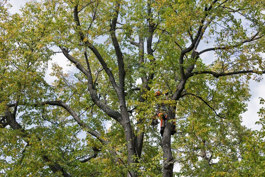 Don't Take Chances With Tree Removal - Call Top Leaf Tree Service Today
