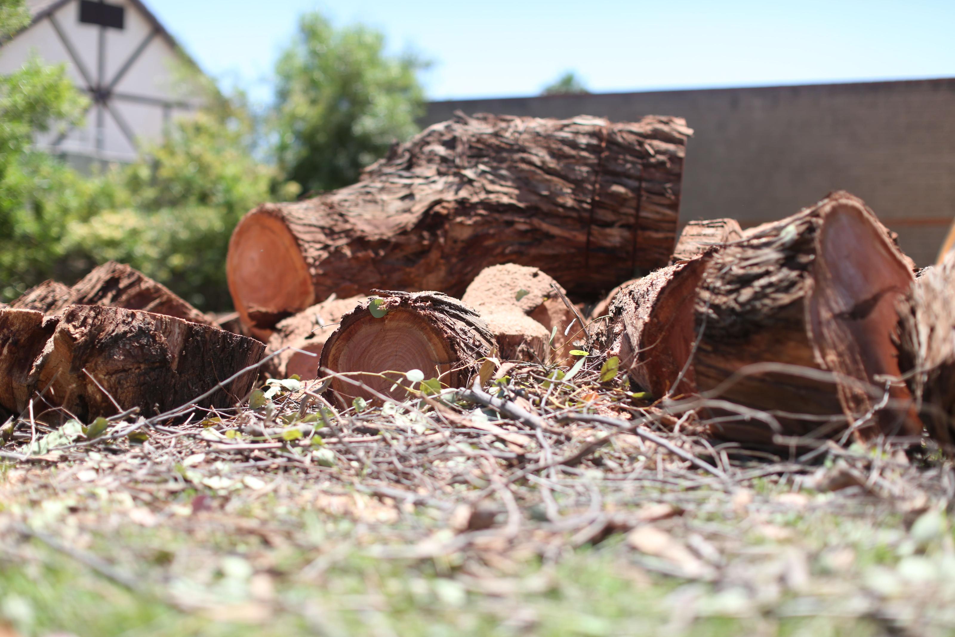 Goodbye to Unsightly Stumps with Top Leaf Tree Service