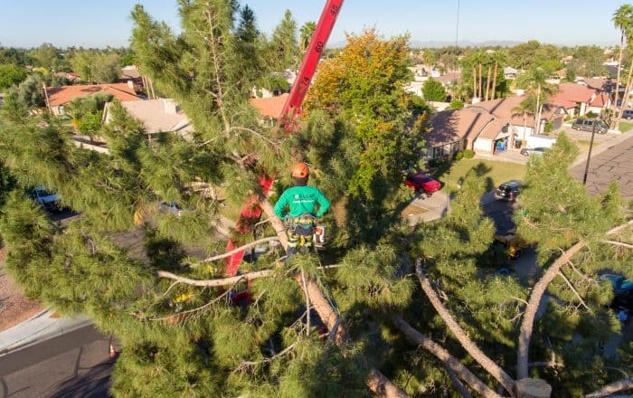 man removing a tree