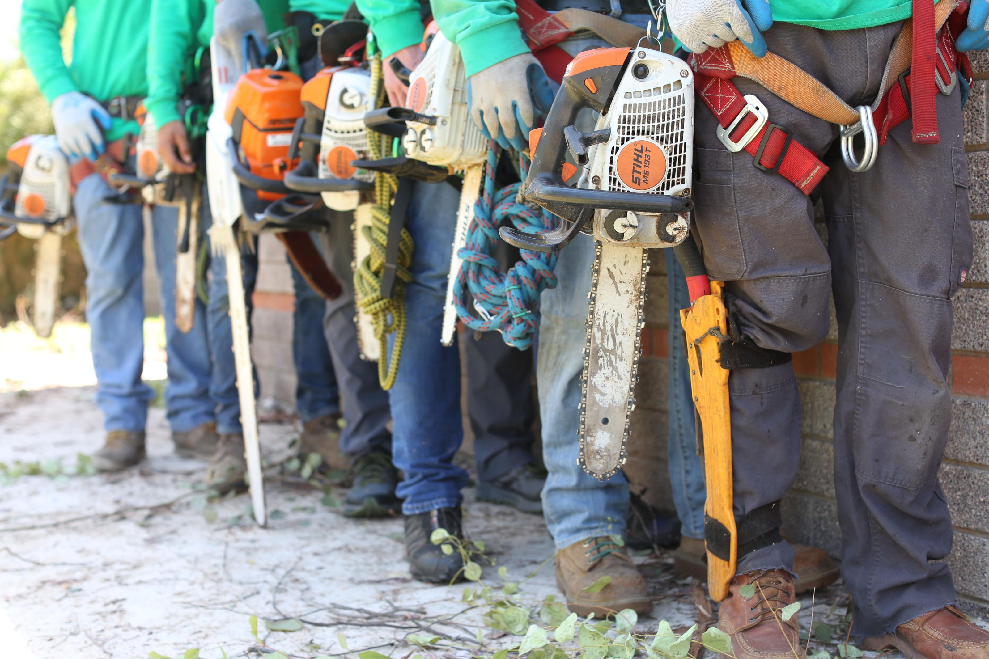 Where in Paradise Valley Can I Find Professional Tree Trimming